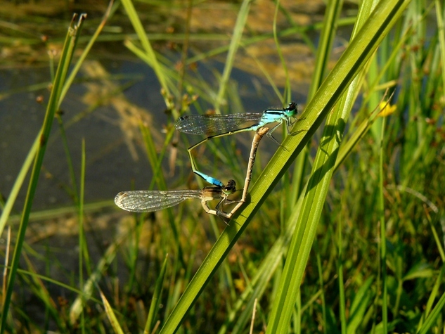 Coenagrion sp.